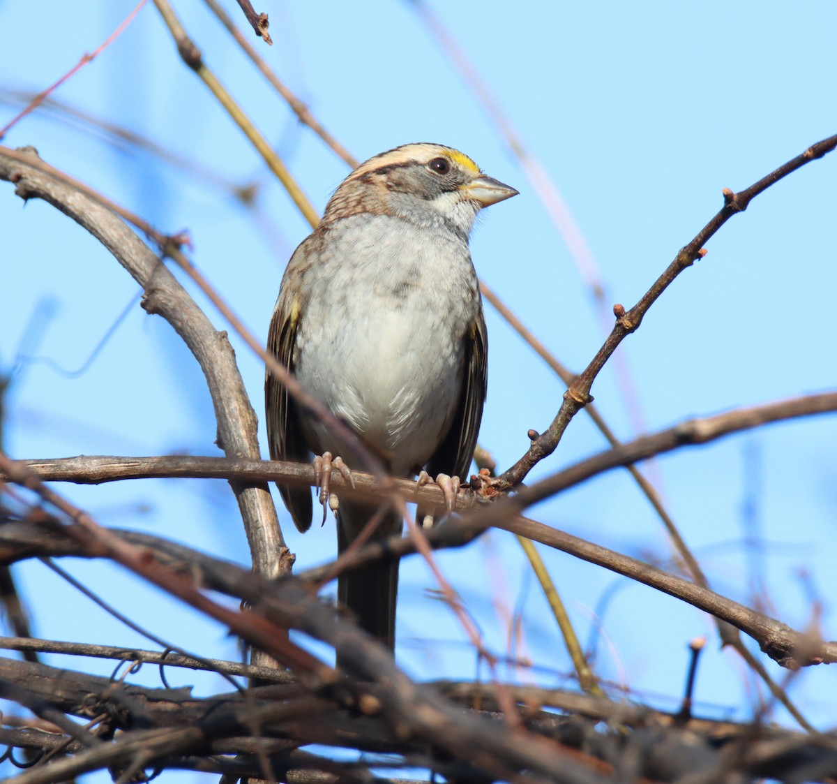 White-throated Sparrow - ML645368738