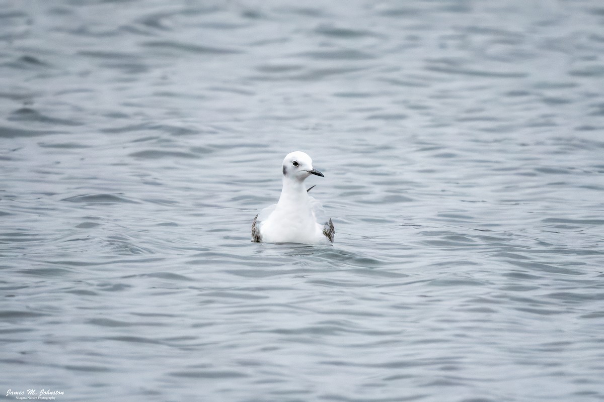 Bonaparte's Gull - ML645368741