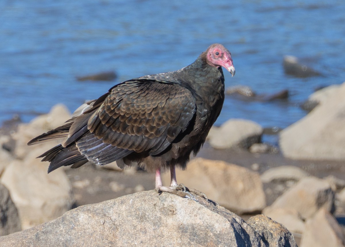Urubu à tête rouge - ML645368760