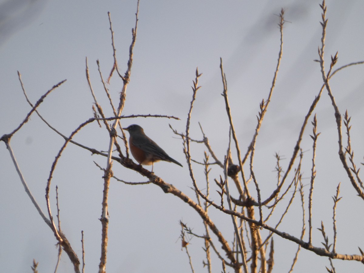 American Robin - ML645368764