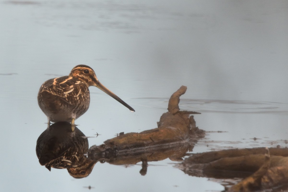 アメリカタシギ - ML645368765