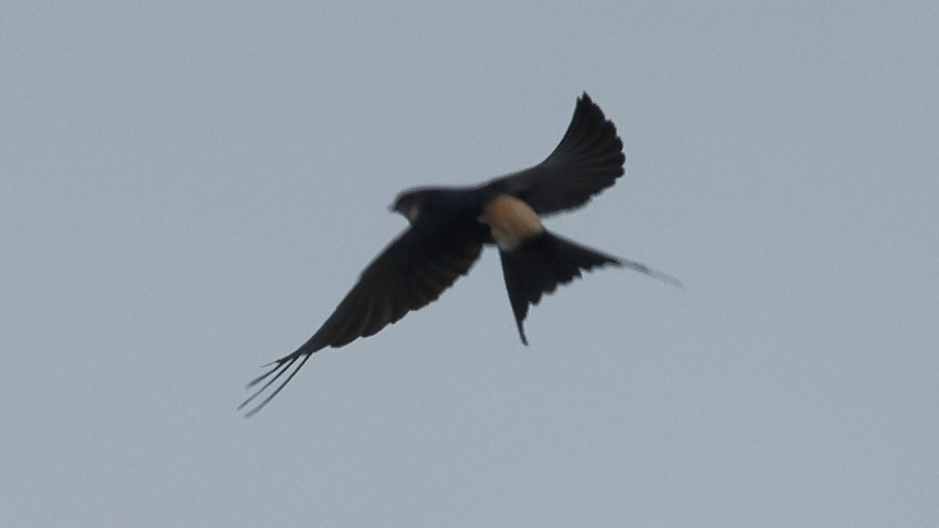 Eastern Red-rumped Swallow (Striated) - ML645368768