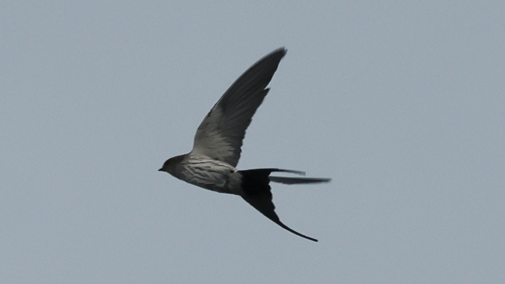 Eastern Red-rumped Swallow (Striated) - ML645368769