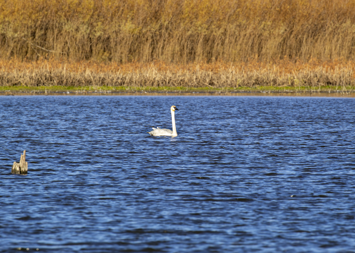 Trumpeter Swan - ML645368771