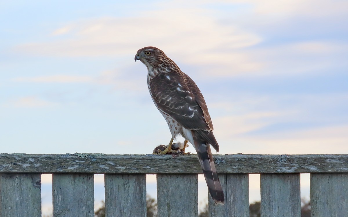 Cooper's Hawk - ML645368772