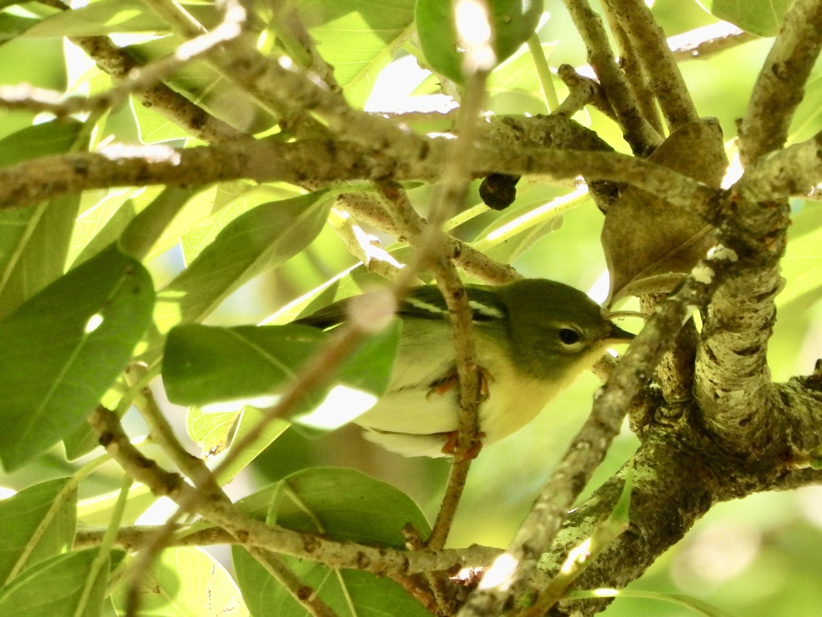 Northern Parula - ML645368773