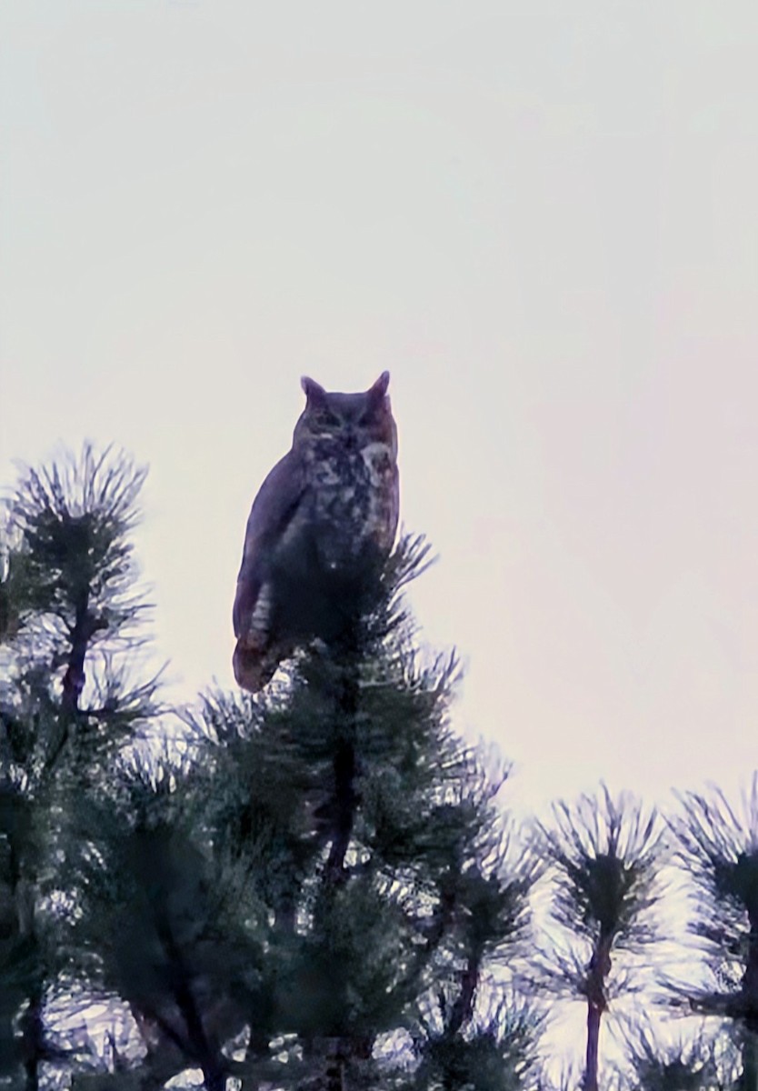 Пугач віргінський - ML645368774