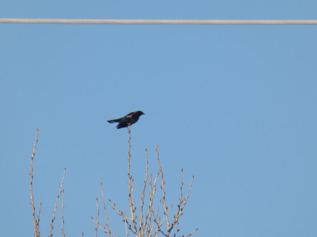 Red-winged Blackbird - ML645368776