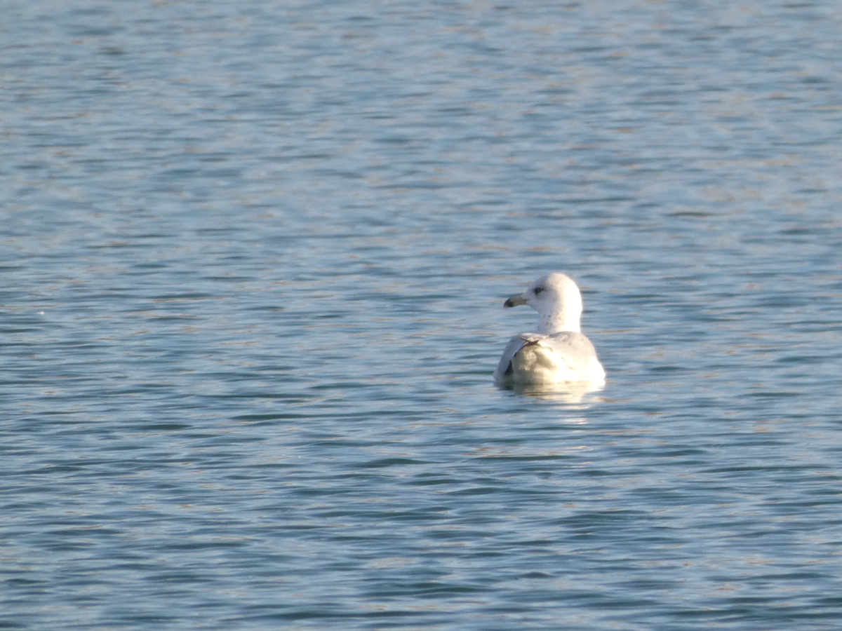 Ring-billed Gull - ML645368788