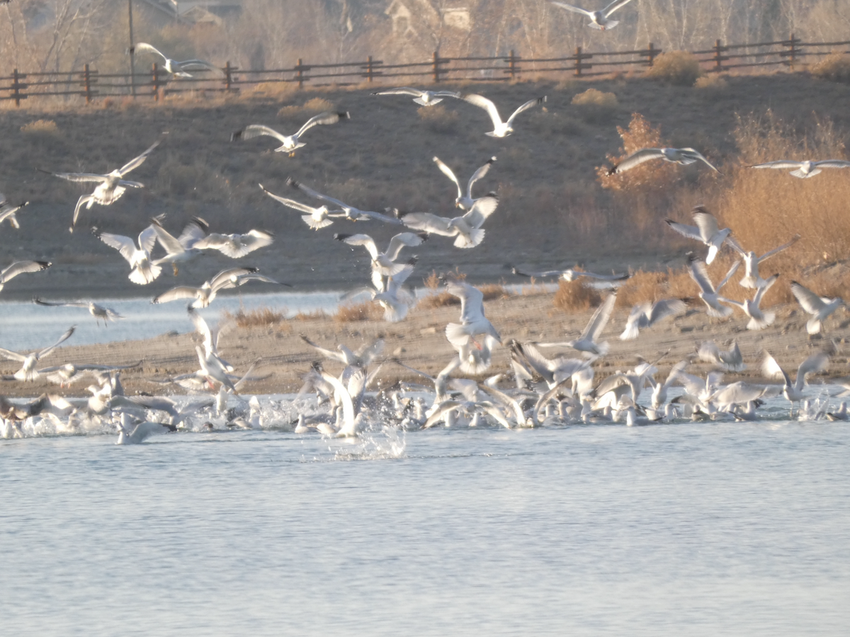 Ring-billed Gull - ML645368789