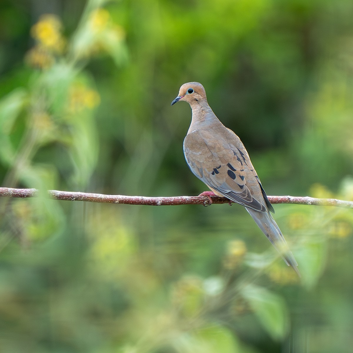 Mourning Dove - ML645368790