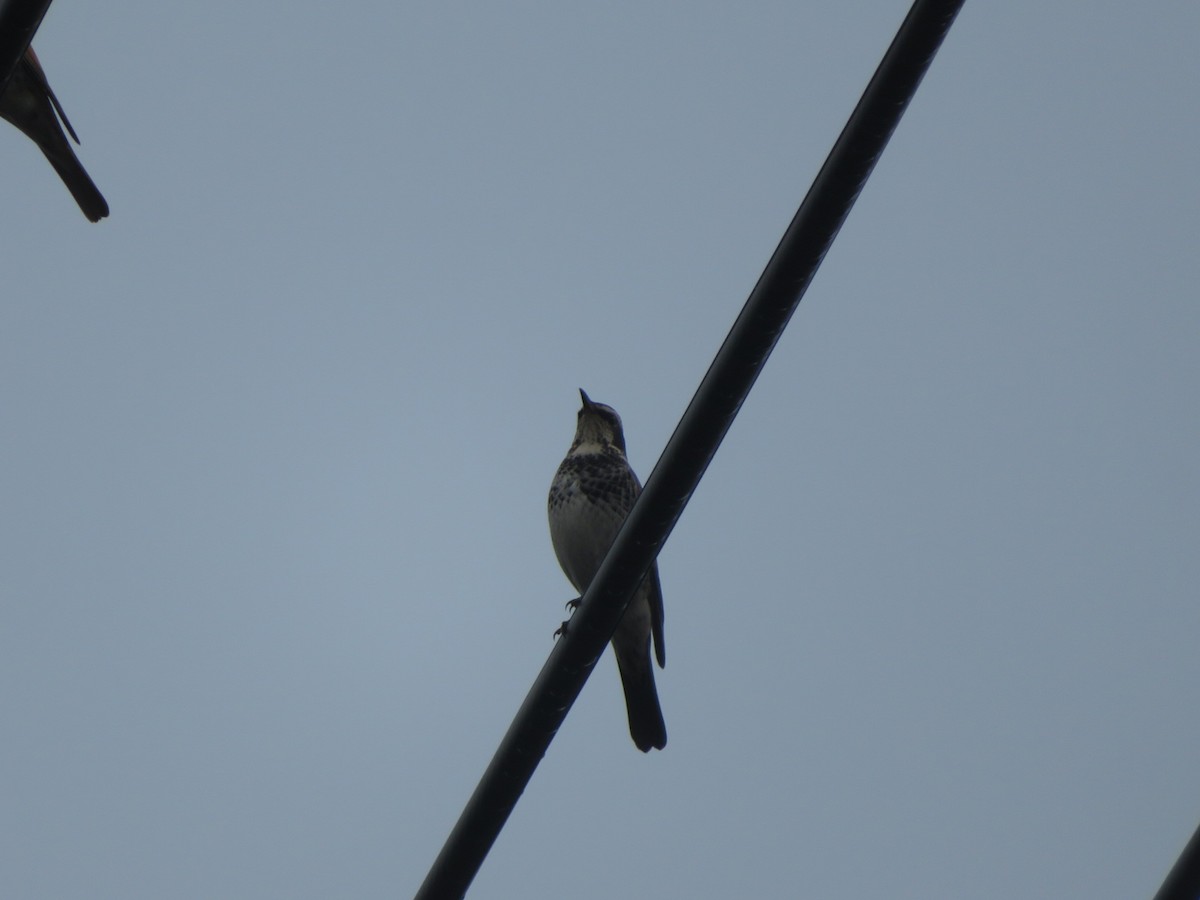 svartflekktrost - ML645368793