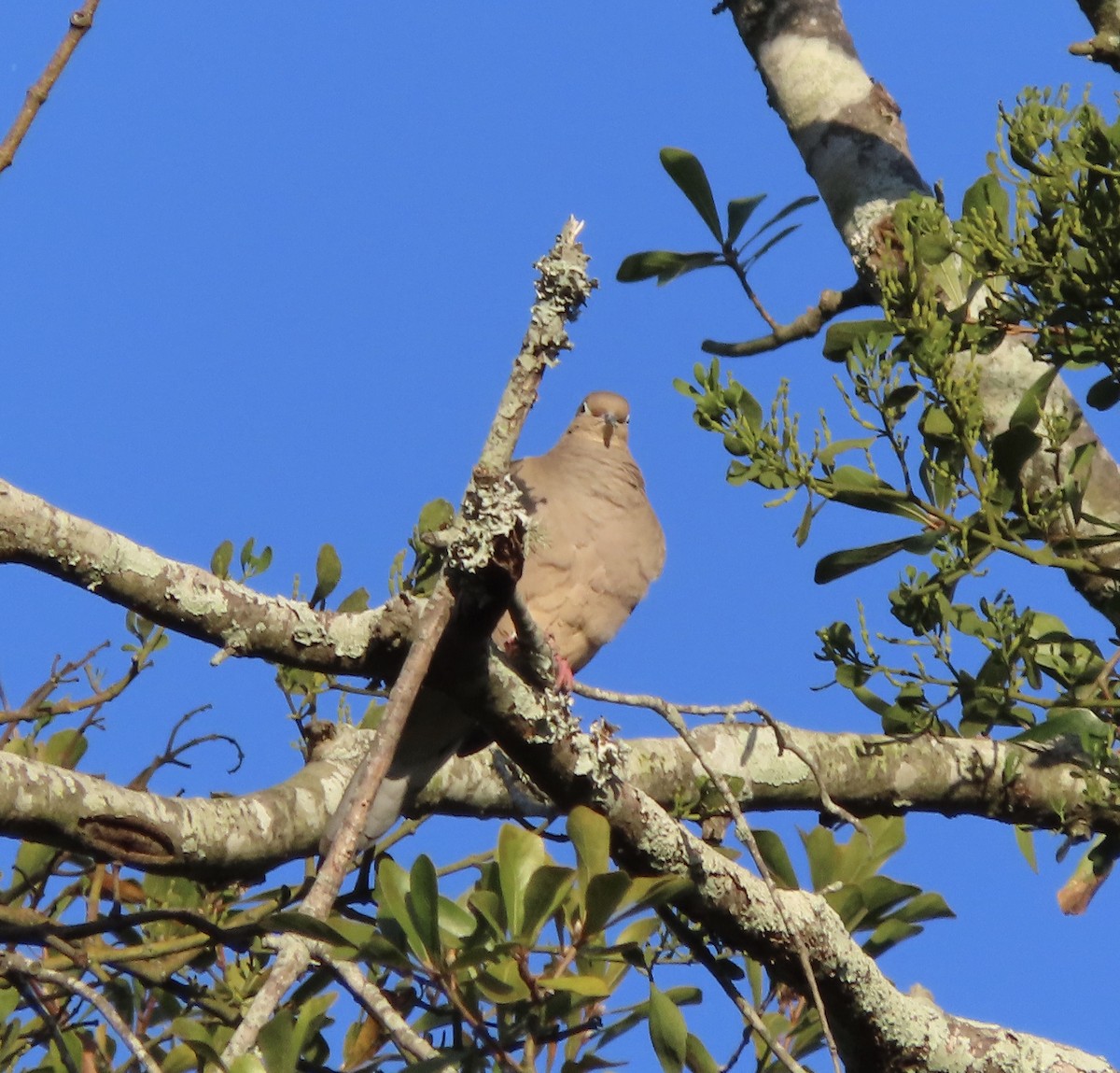 Mourning Dove - ML645368796