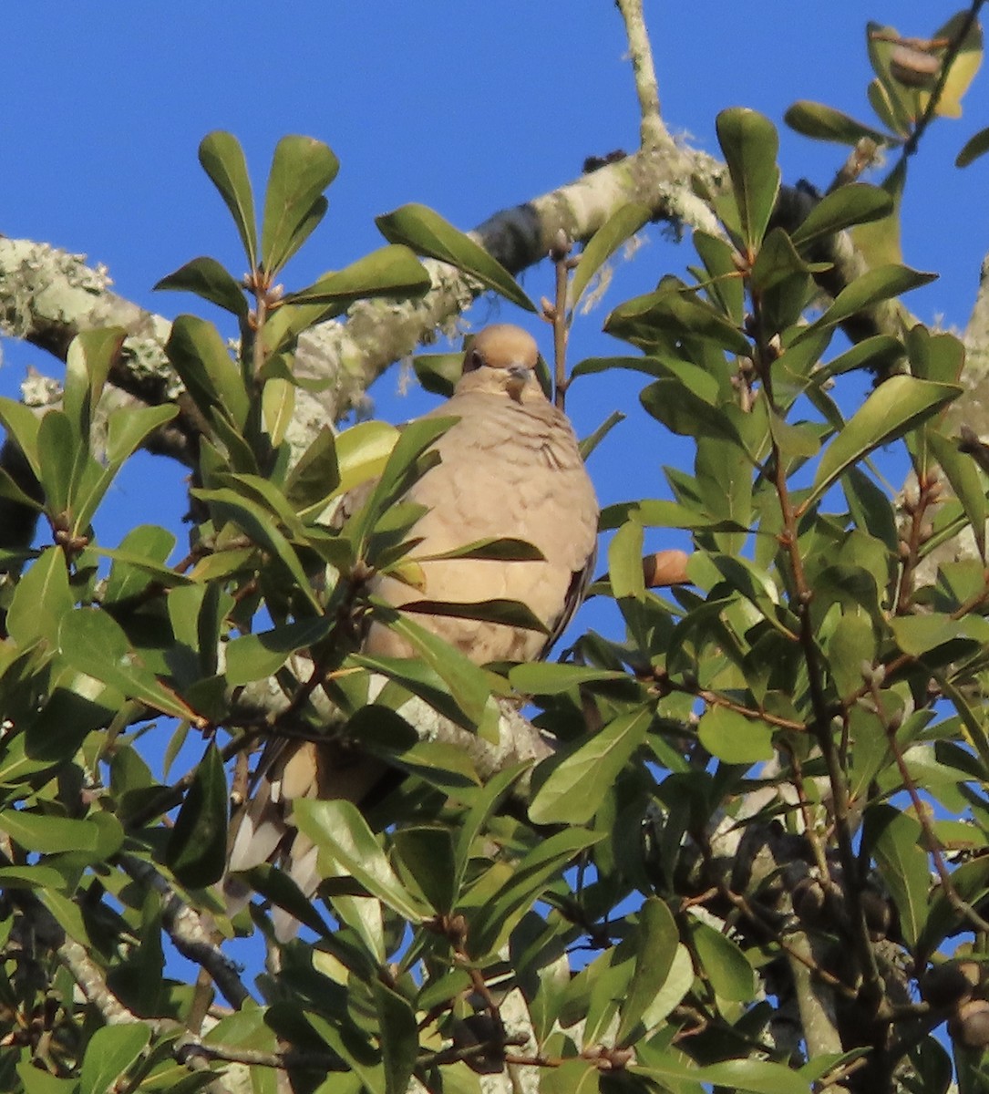 Mourning Dove - ML645368797