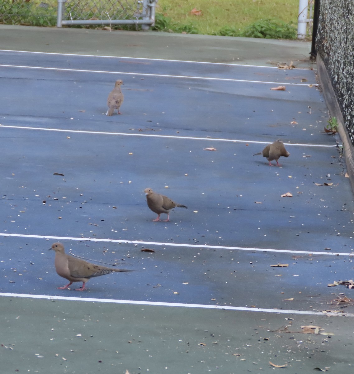 Mourning Dove - ML645368798