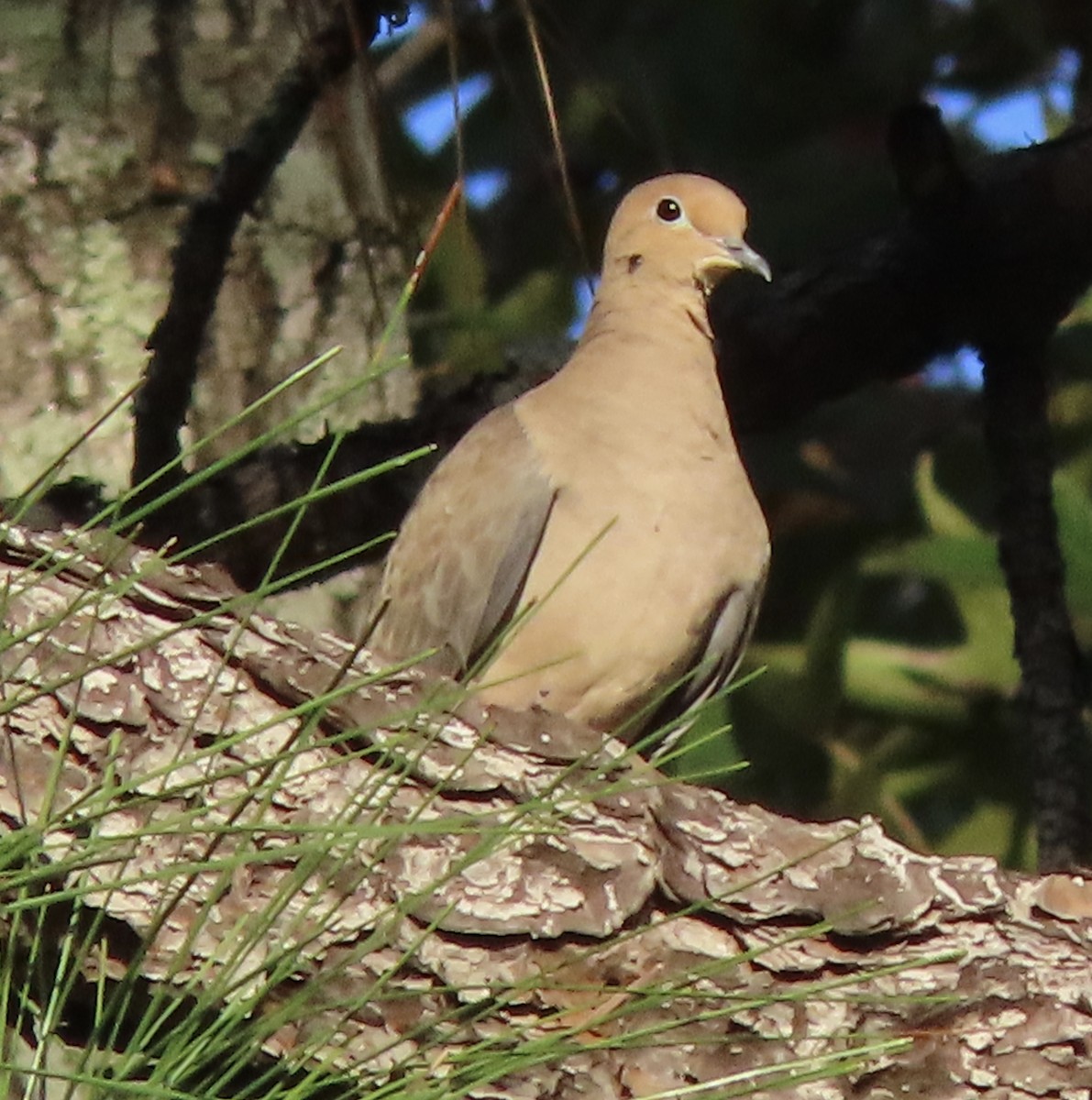 Mourning Dove - ML645368799