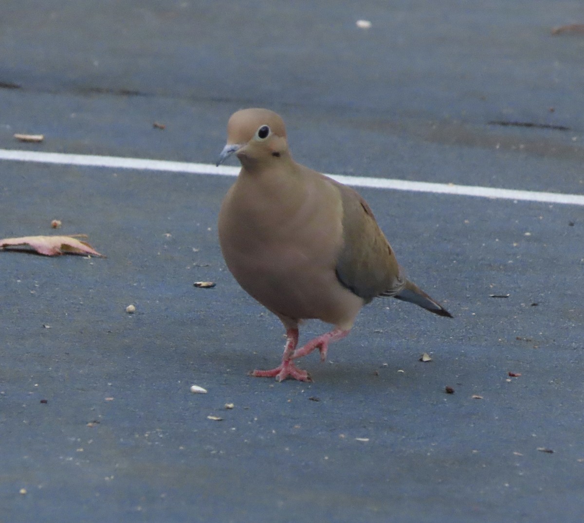 Mourning Dove - ML645368800