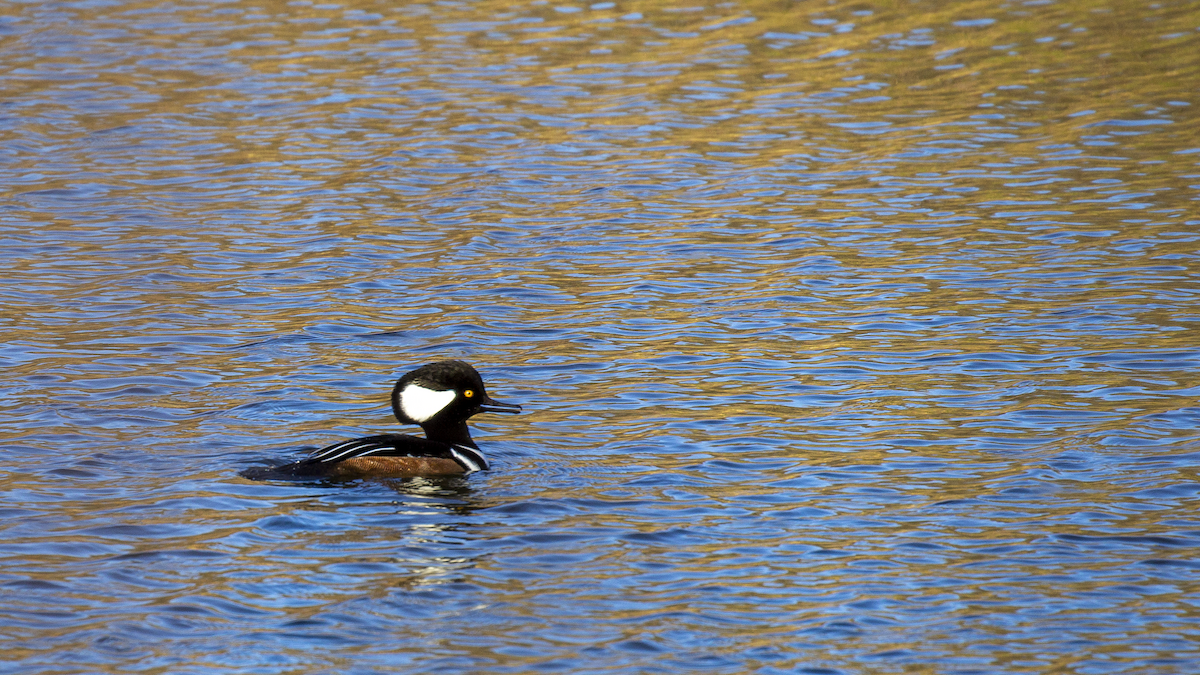 Hooded Merganser - ML645368801