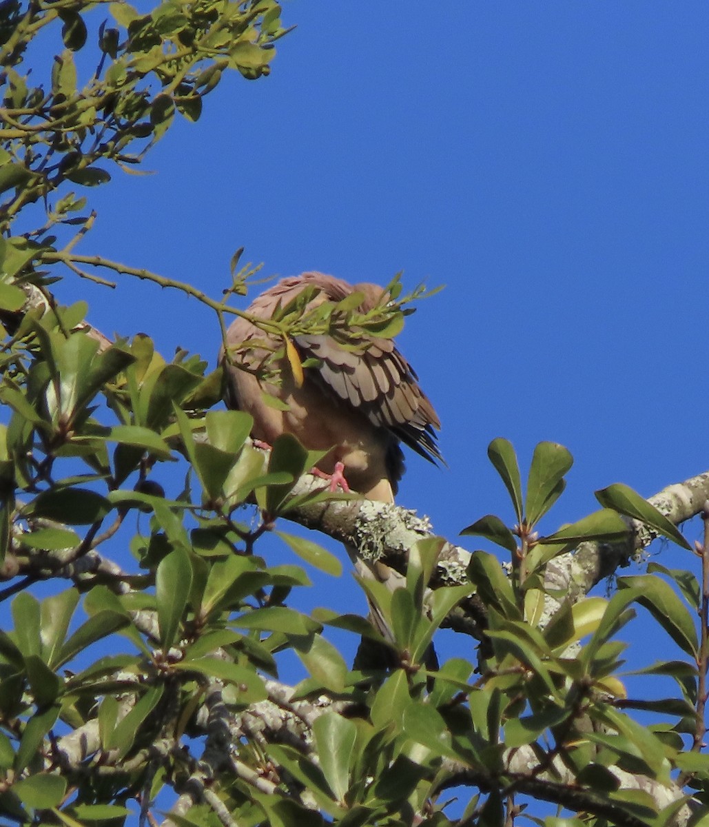 Mourning Dove - ML645368802