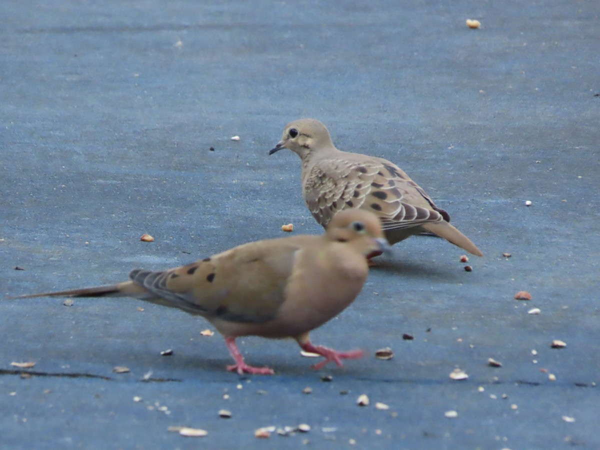 Mourning Dove - ML645368803