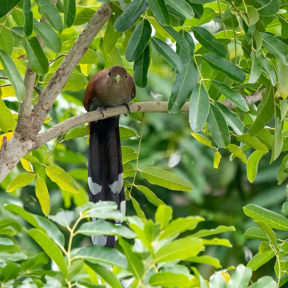 Common Squirrel-Cuckoo - ML645368805