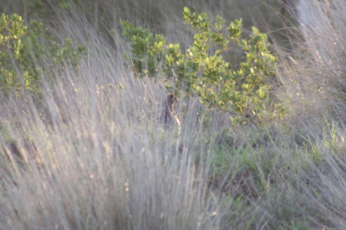 Francolin d'Erckel - ML645368806