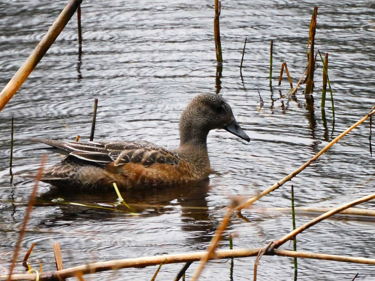 American Wigeon - ML645368807
