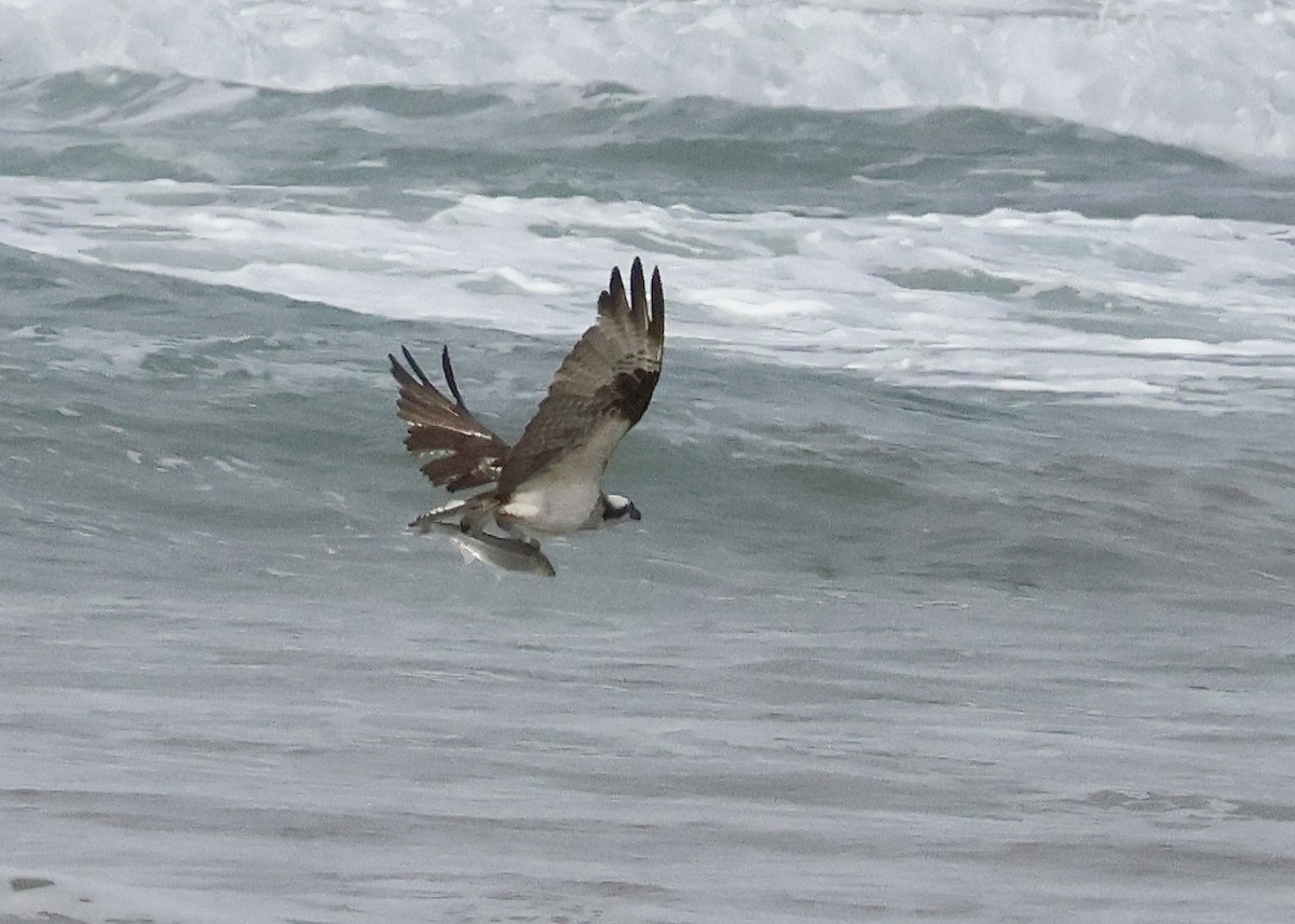 魚鷹 - ML645368810