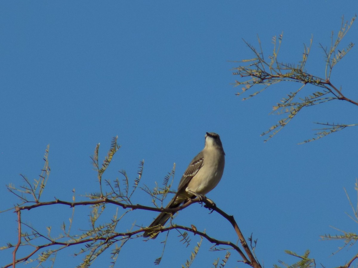 drozdec mnohohlasý - ML645368812