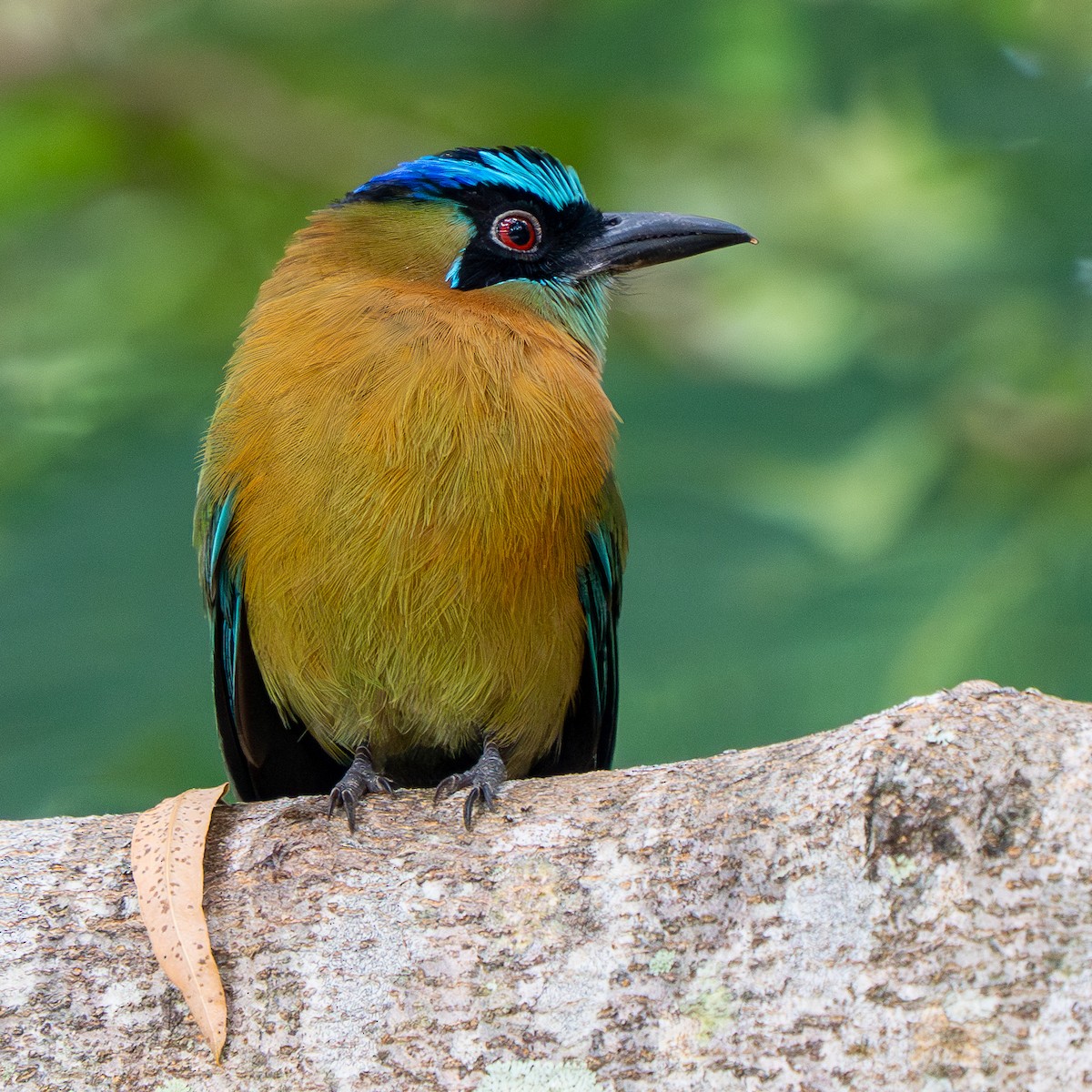 Lesson Motmotu - ML645368816