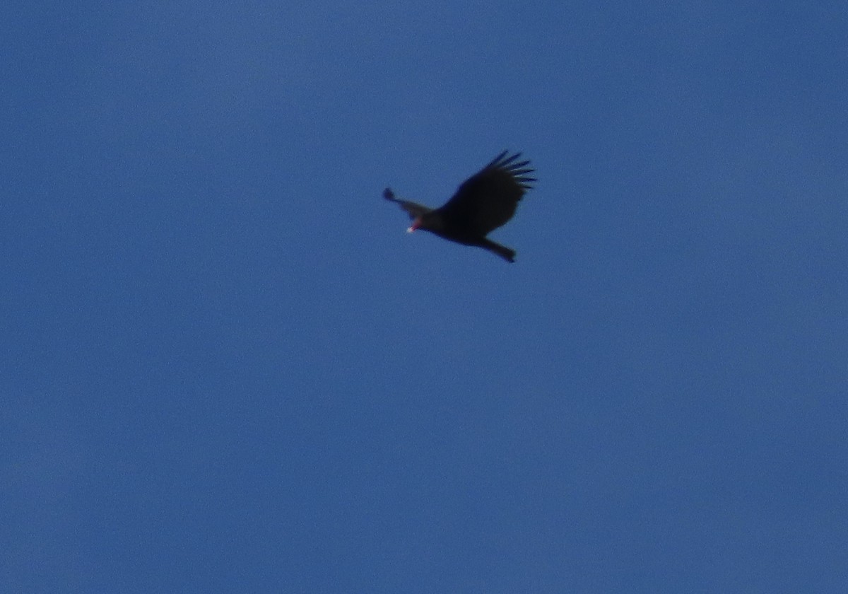 Urubu à tête rouge - ML645368819