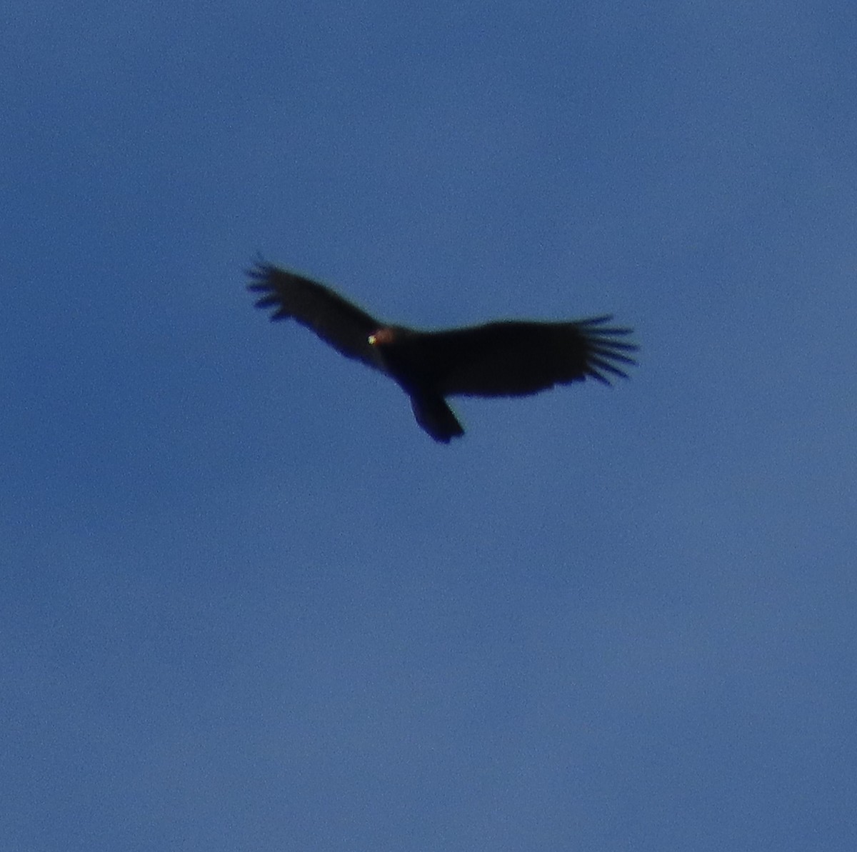 Urubu à tête rouge - ML645368820