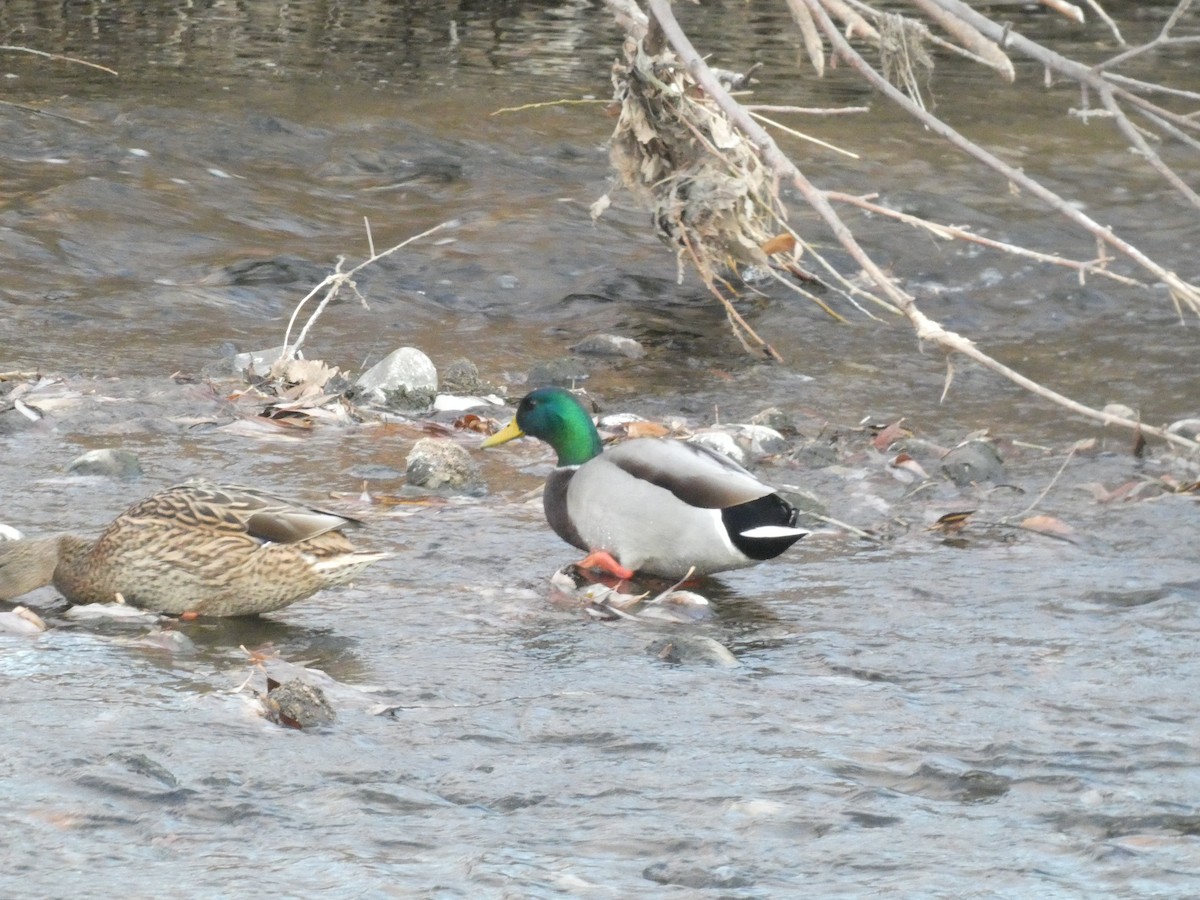 Зэрлэг нугас - ML645368821