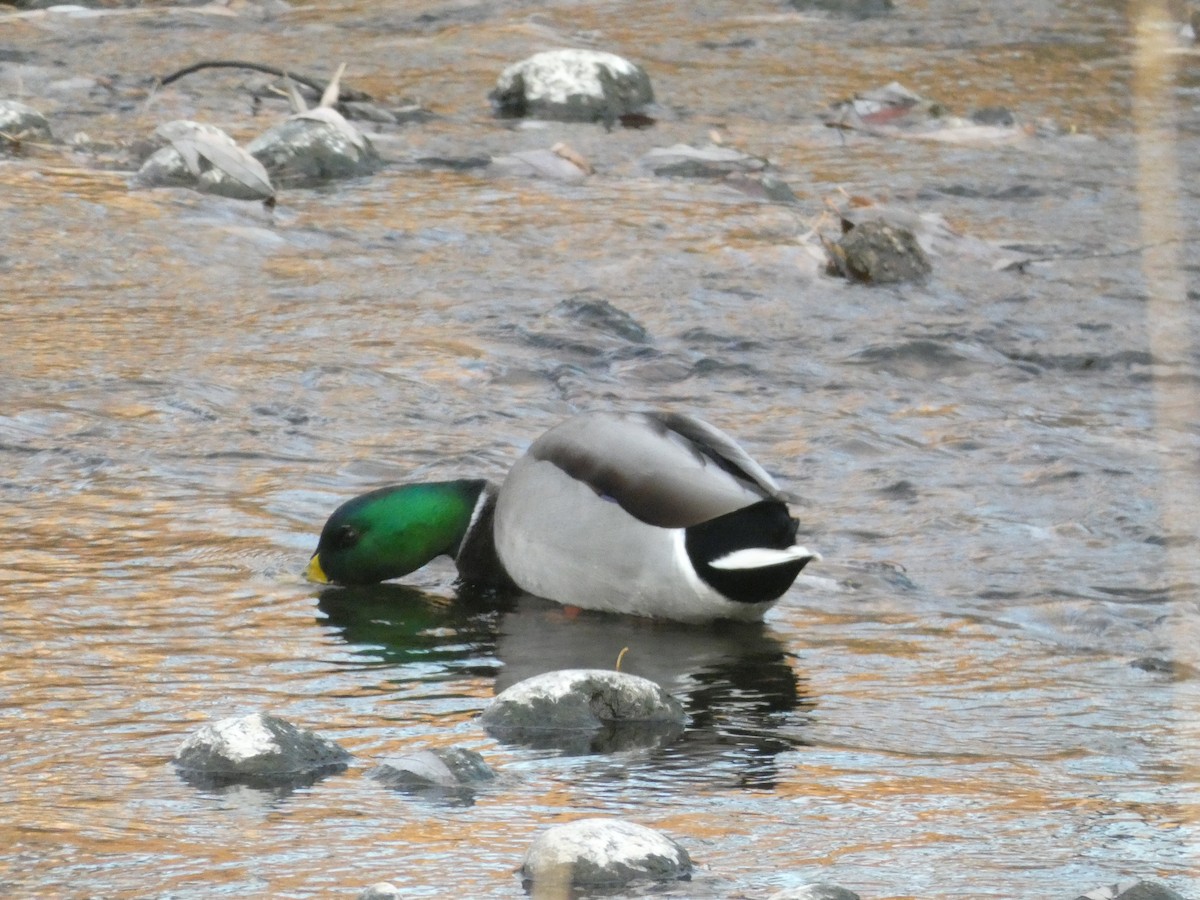 Зэрлэг нугас - ML645368822