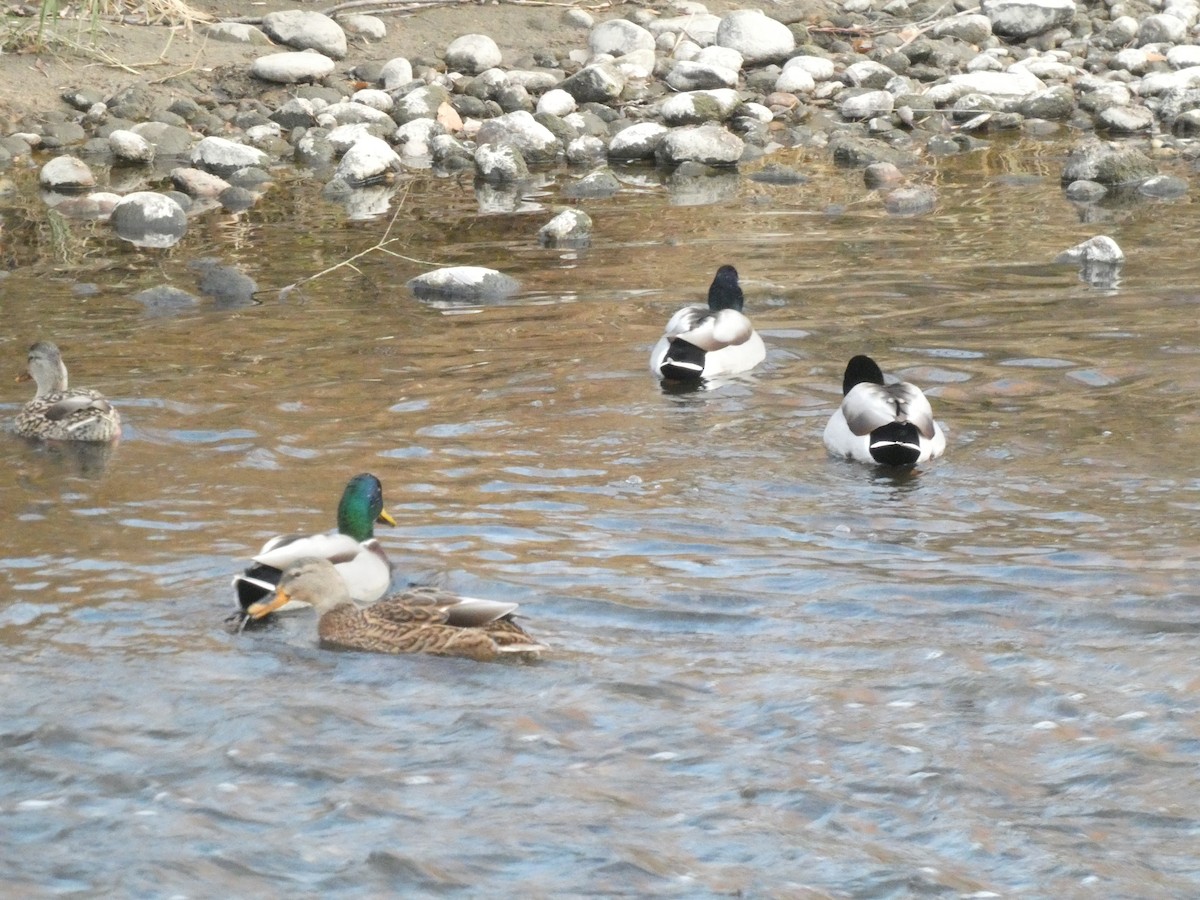 Зэрлэг нугас - ML645368823