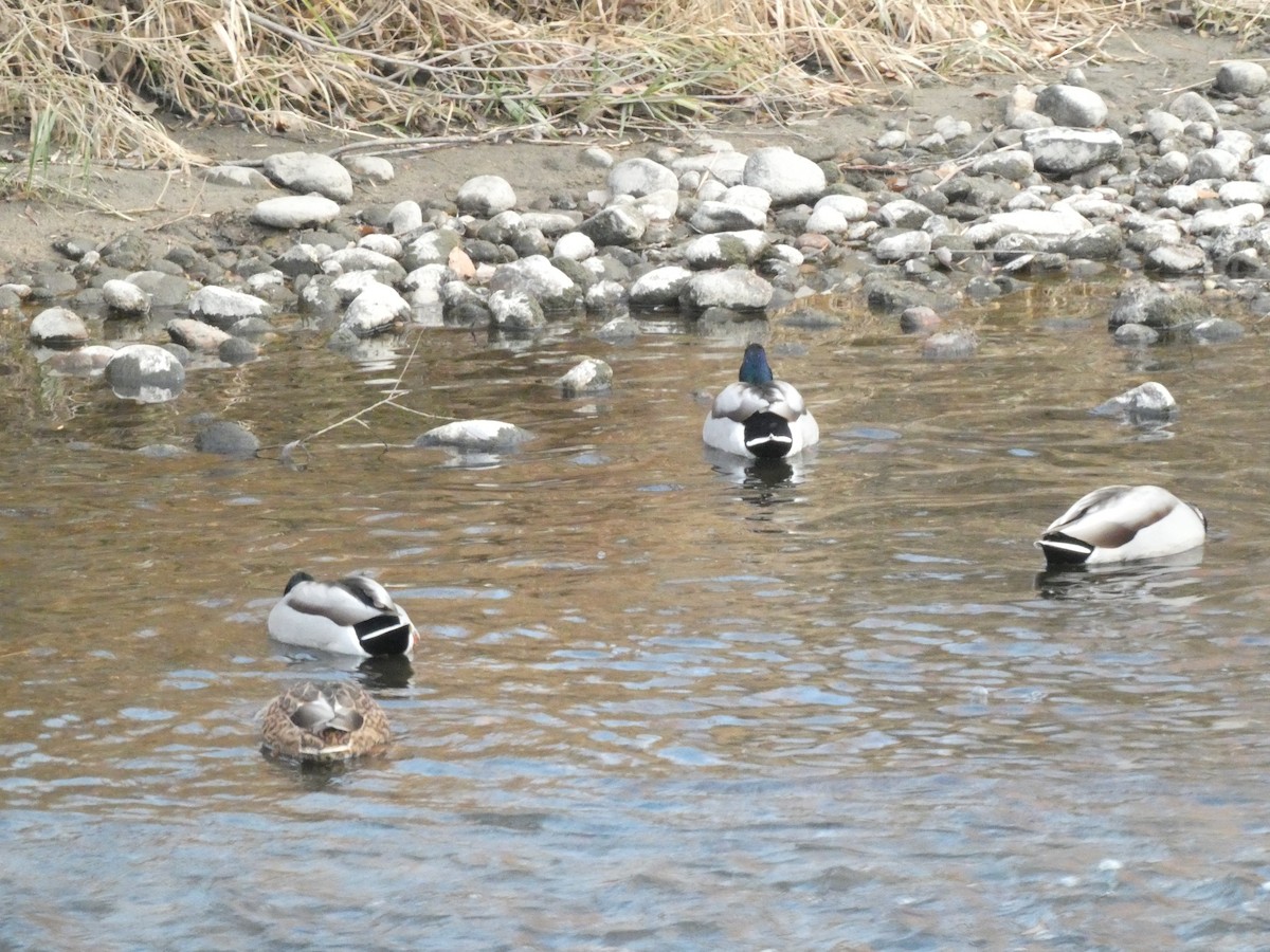 Зэрлэг нугас - ML645368824