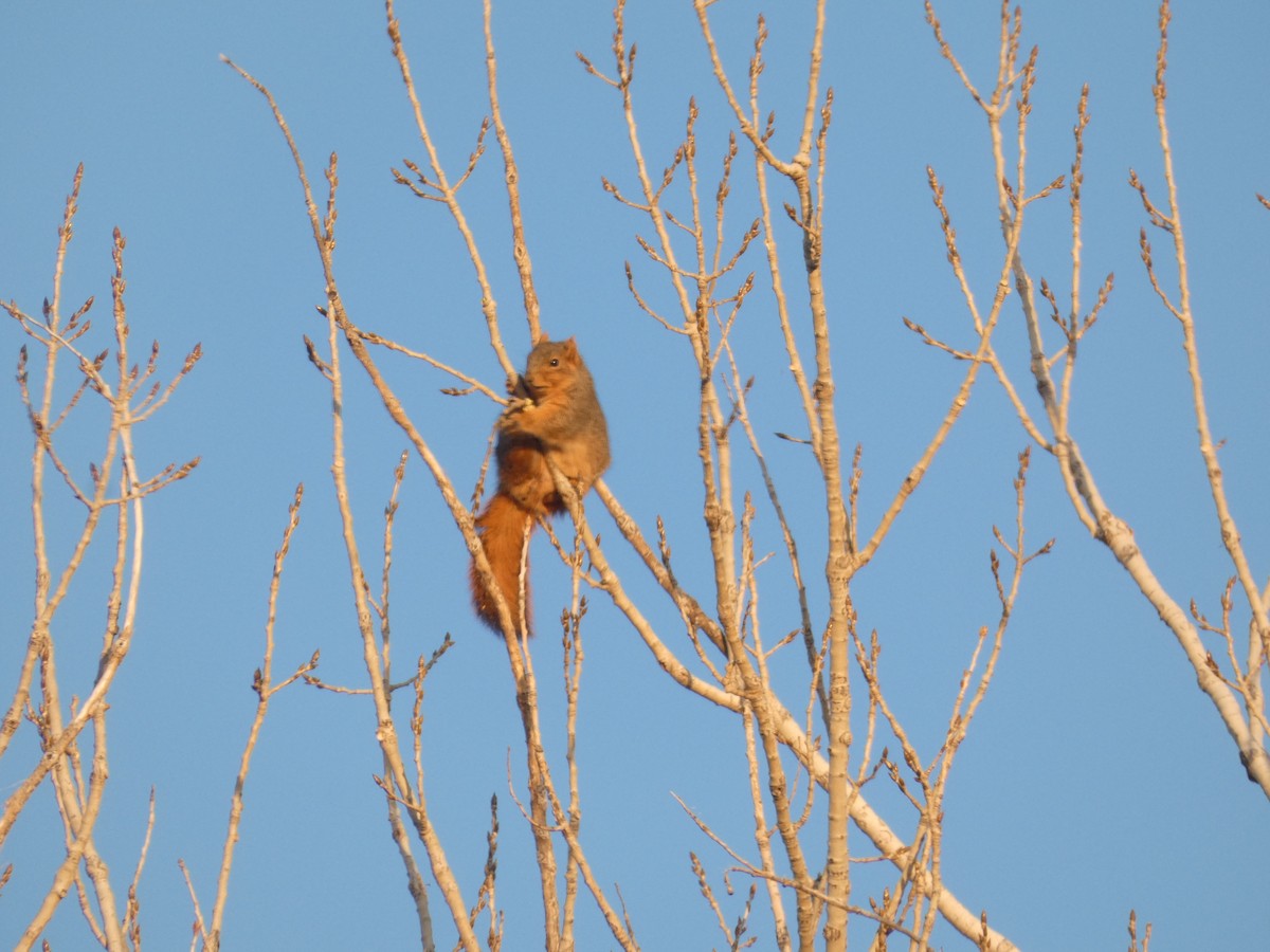 Animals - ML645368830