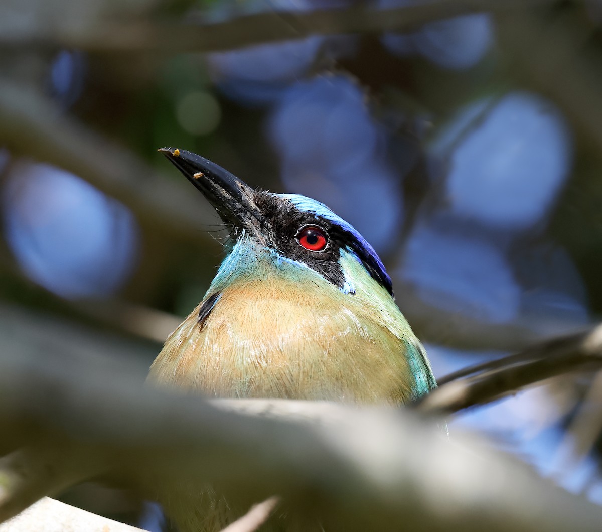 Lesson Motmotu - ML645368832