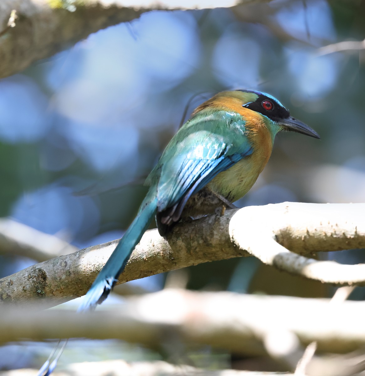 Lesson Motmotu - ML645368833