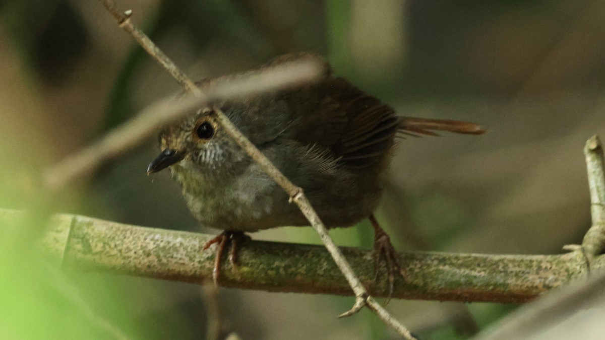 Pseudominla de Gould - ML645368843