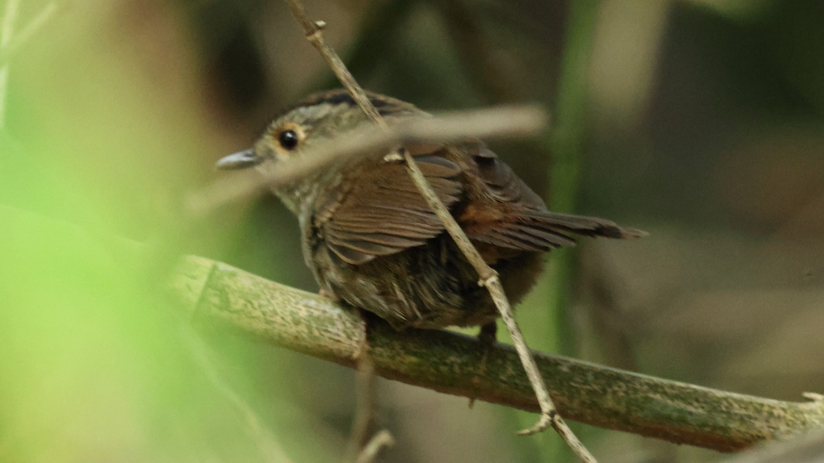 Pseudominla de Gould - ML645368844