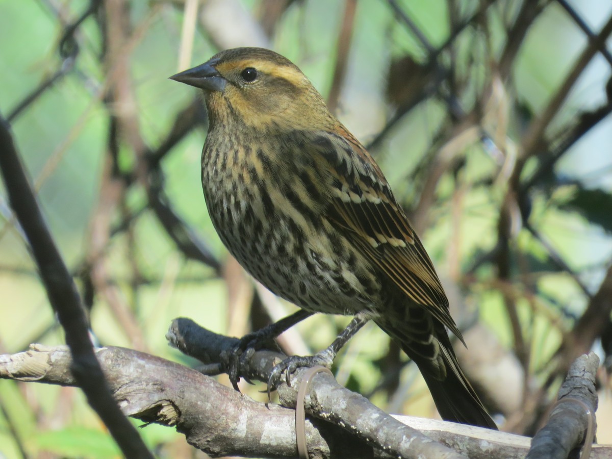 Red-winged Blackbird - ML645368852