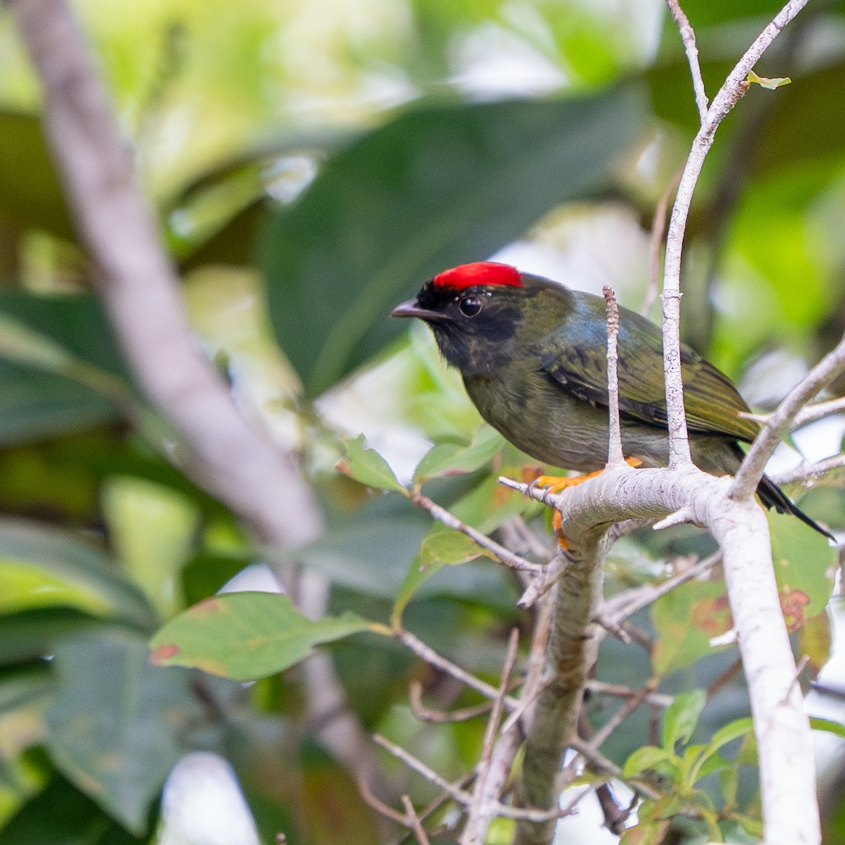 Lance-tailed Manakin - ML645368853