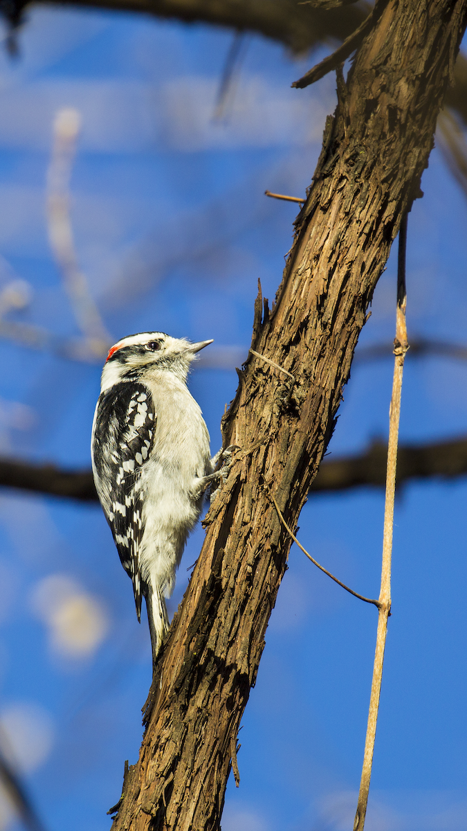 Downy Woodpecker - ML645368856