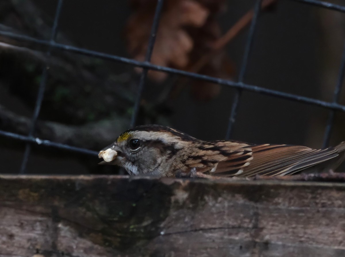 White-throated Sparrow - ML645368861