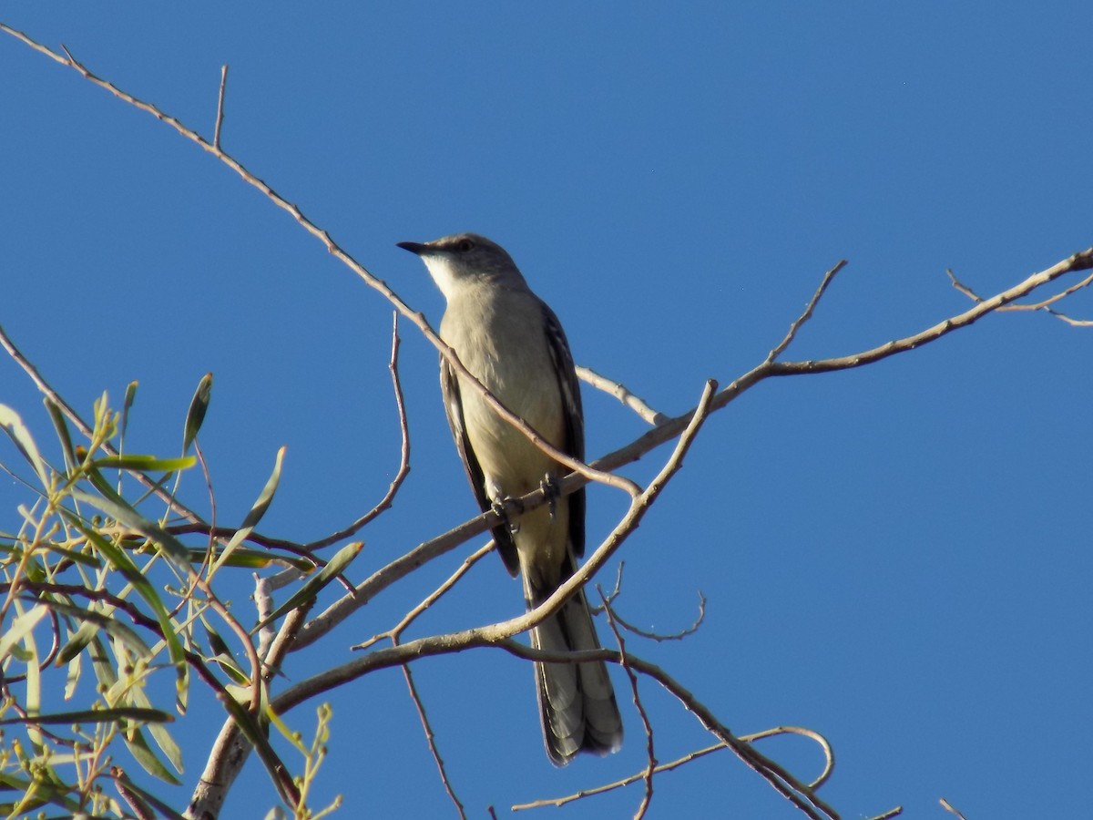 drozdec mnohohlasý - ML645368869