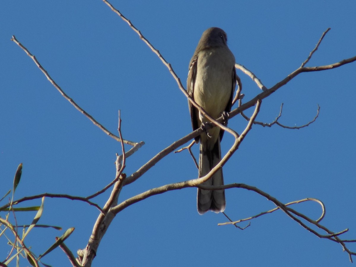 drozdec mnohohlasý - ML645368870