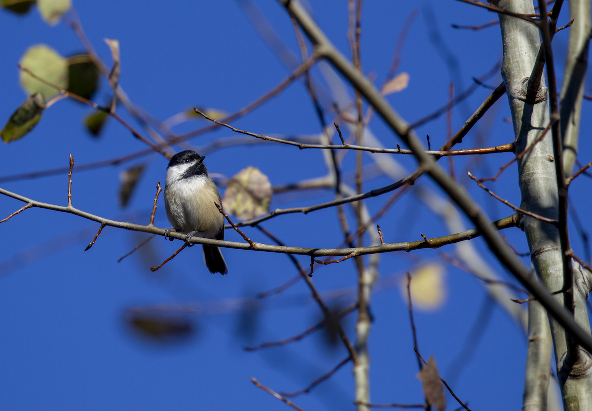 Black-capped Chickadee - ML645368872