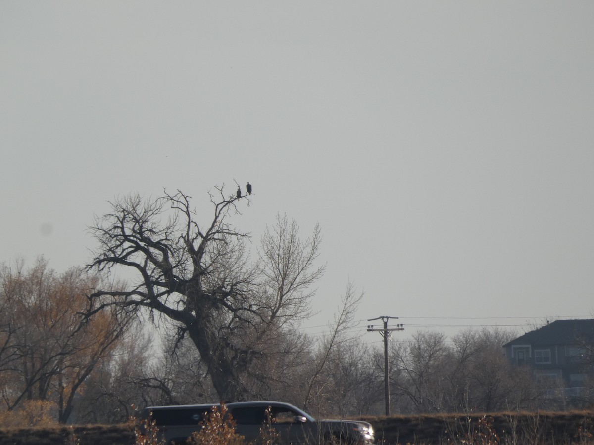 Bald Eagle - ML645368881