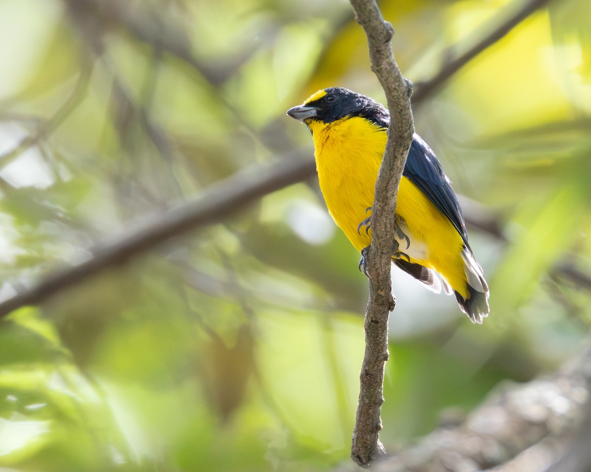Yellow-throated Euphonia - ML645368887
